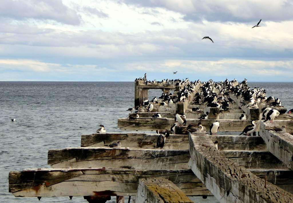 Un muelle abandonado y colonizado por las gaviotas sobre el Estrecho de Magallanes