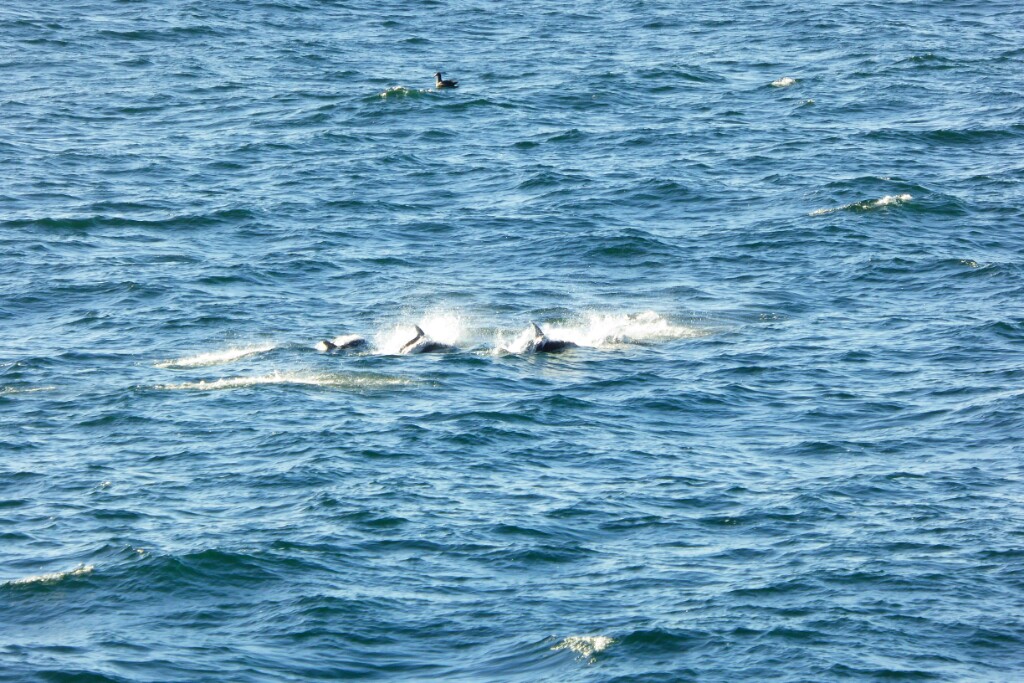 Un grupo de 3 delfines antárticos brincando entre las olas, al fondo diría que es un petrel